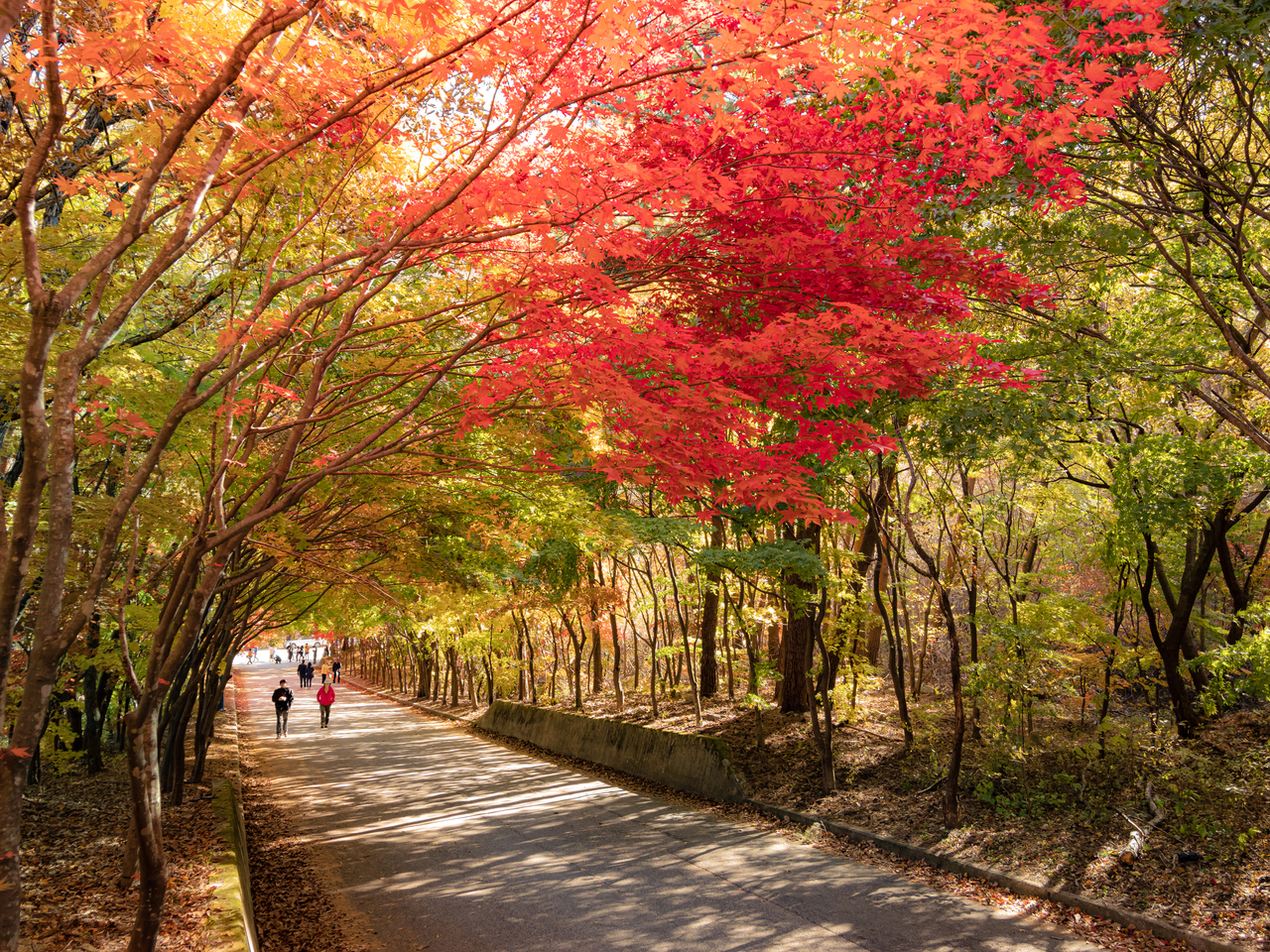 단풍 명소 사진