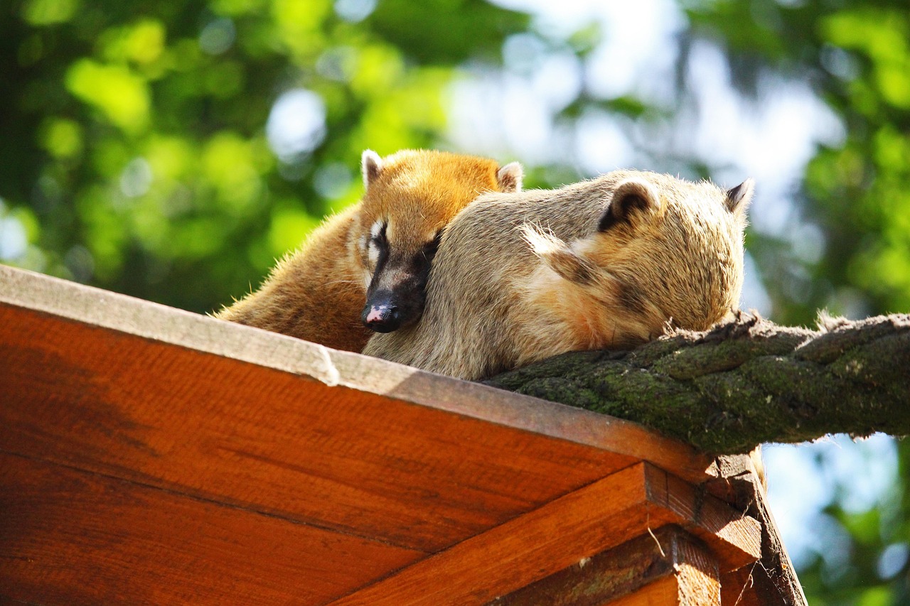 새끼와 어미 코아티가 코를 박고 편안히 누워있는 모습