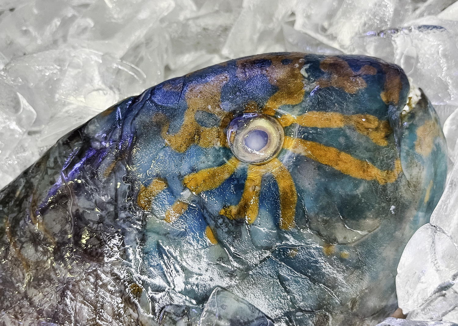 하와이 랍스터 킹 패럿 피시