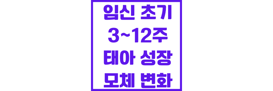 임신-초기-3_12주-태아-성장-모체-변화