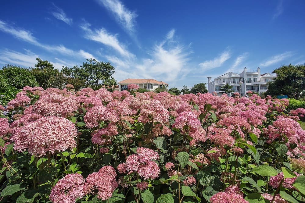 제주 마노르블랑 수국축제에 핀 수국들
