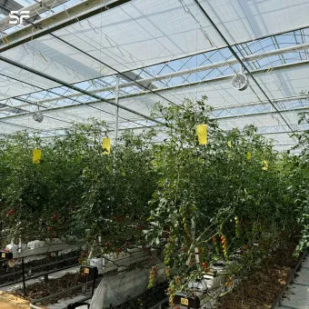 토마토 재배 지지대 설치 적심 유인 관리_7