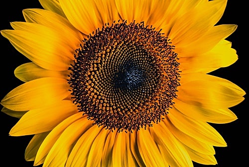 해바라기 효능 첫번째&#44; 염증 완화