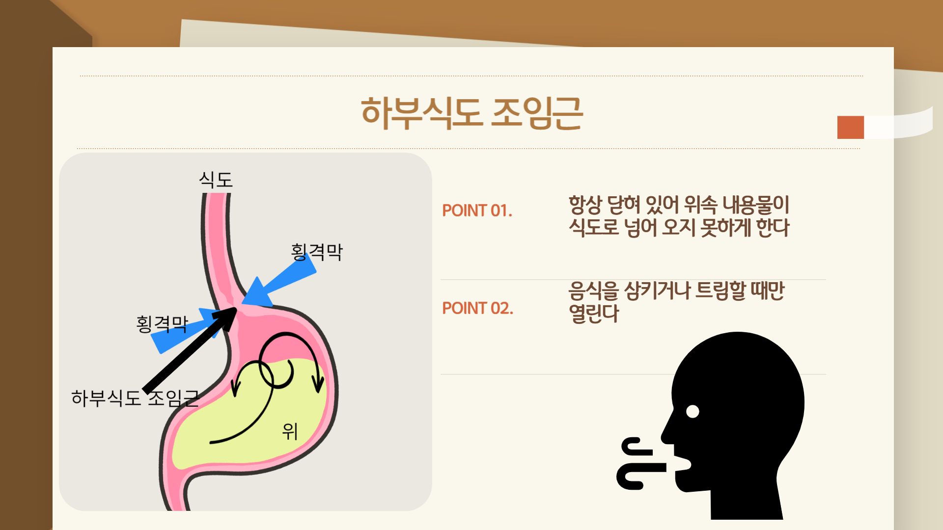 하부식도조임근