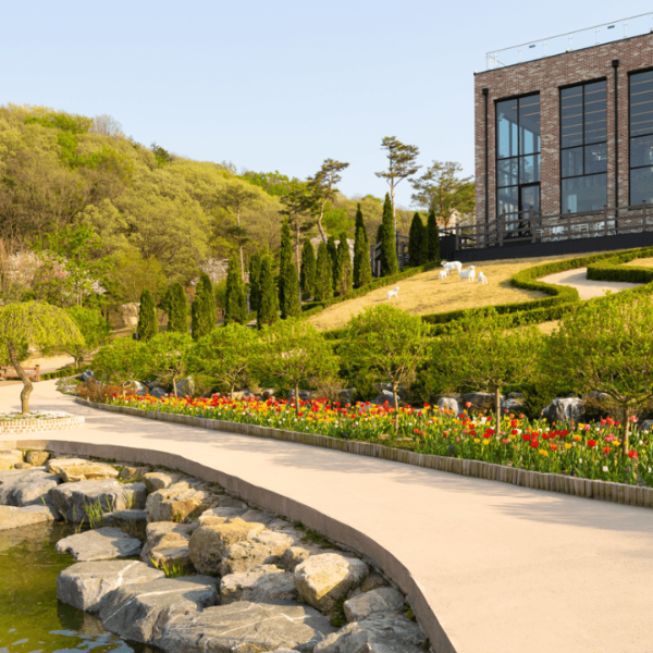 용인 자작나무숲