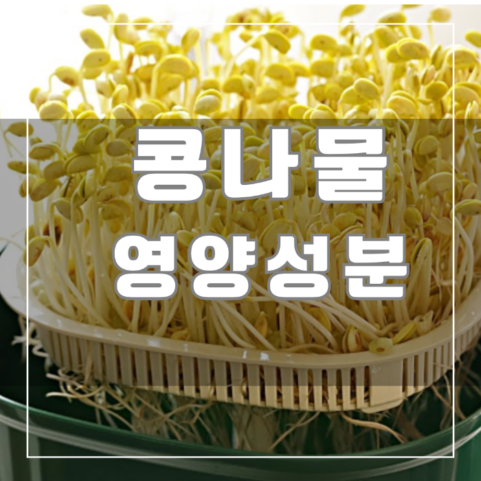 콩나물 영양성분