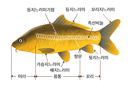민물고기 몸구조