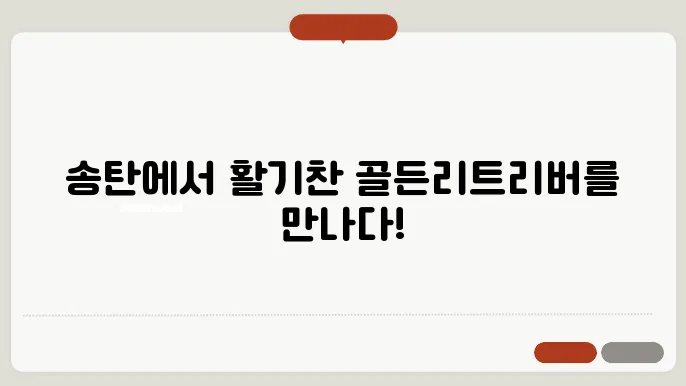 골든리트리버분양 활기찬 아이들 송탄골든리트리버분양