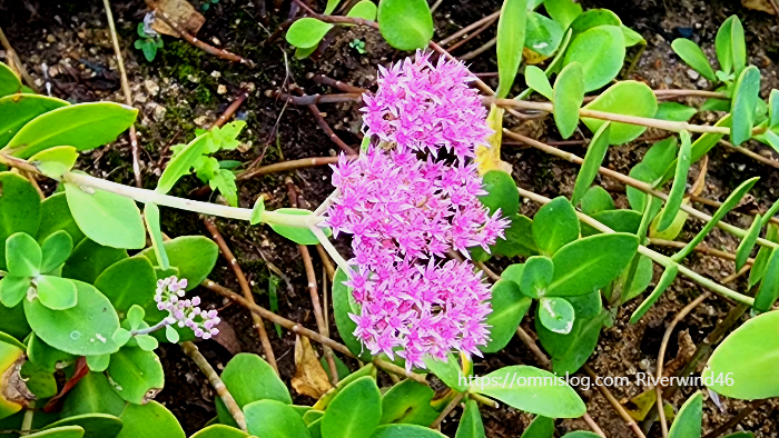 큰 꿩의비름, 경천(敬天), Hylotelephium spectabile