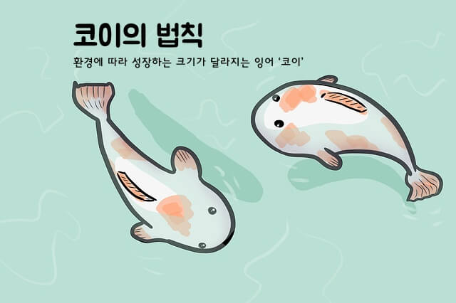 코이의 법칙 섬네일 이미지