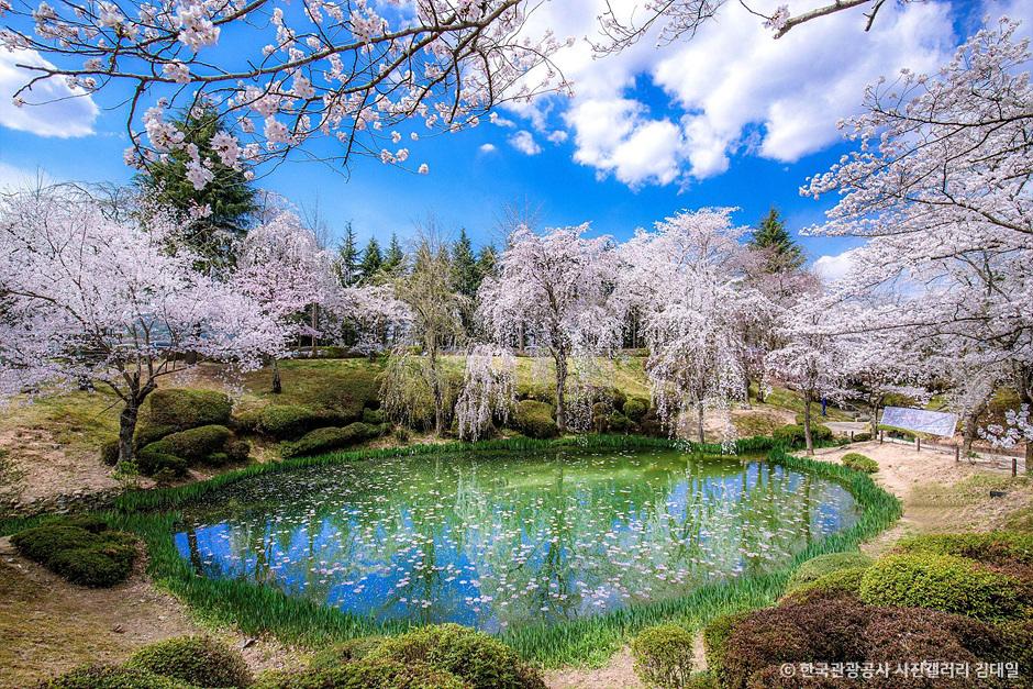 경주 벚꽃명소
