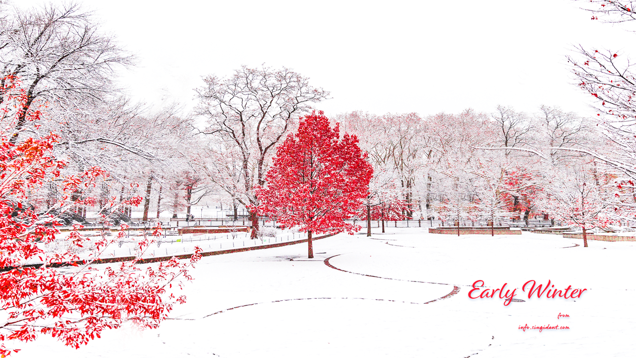 03 눈 내린 단풍나무 C - Early Winter 겨울배경화면