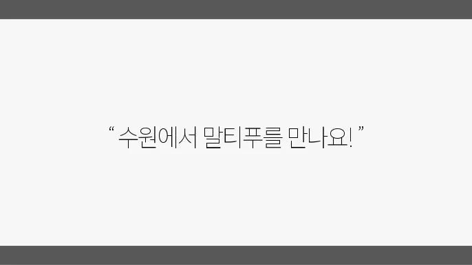 수원말티푸분양 알아봅니다