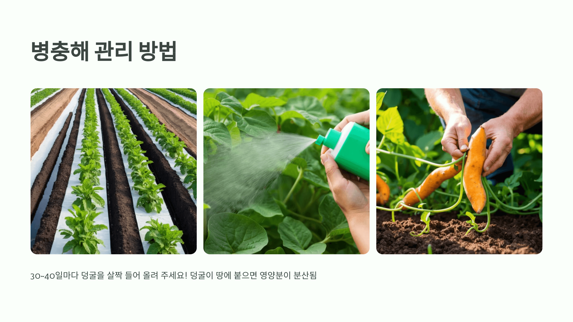 고구마 사진입니다.