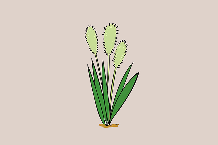 청차조-하루-섭취-권장량