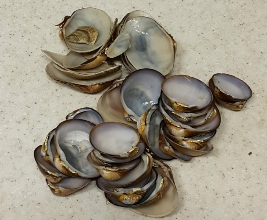 바다에서 채취를 한 모시조개를 속살을 떼어 내고 딱딱한 껍데기만 따로 분류를 하여 바닥에 수북하게 쌓아두고 찍은 사진