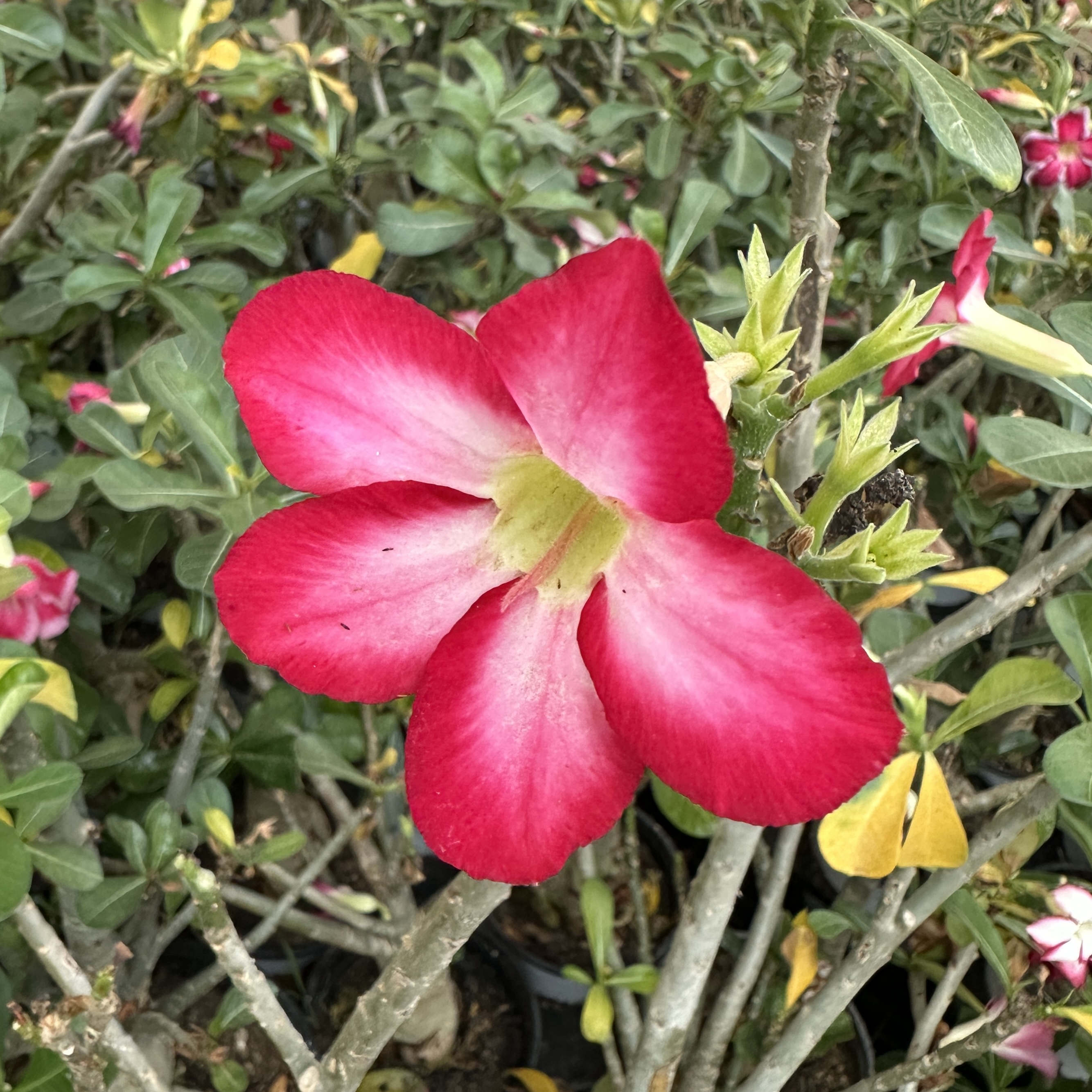 사막의장미 아데니움 크게 대품 키우기