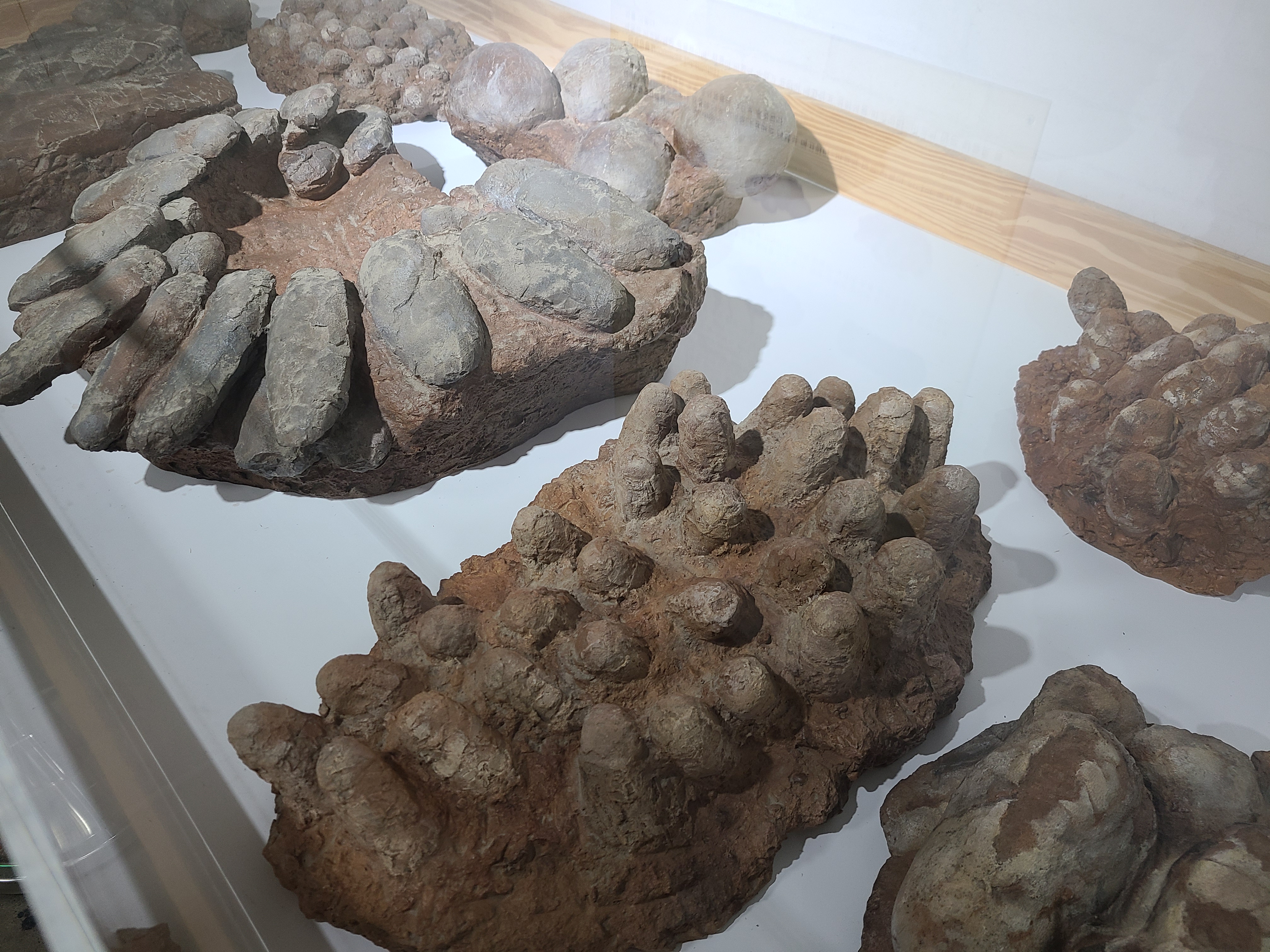 파주 공룡 박물관 공룡알