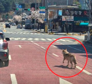 오월드 늑대 탈출 대전 시내 네거리서 목격