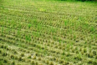 망종 절기 망종의 뜻 전통음식 매실청 담그기_29