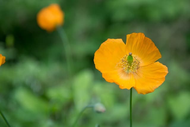 희귀 식물의 내충성 강화 기술의 중요성