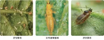 텃밭 해충 대처 진딧물 총채벌레 응애 노린재 방제_10