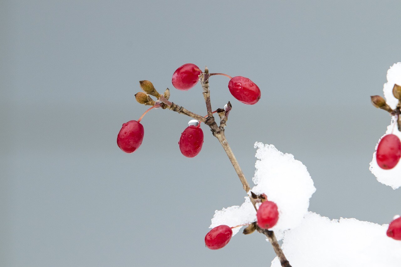 2025 김천 김밥축제 일정