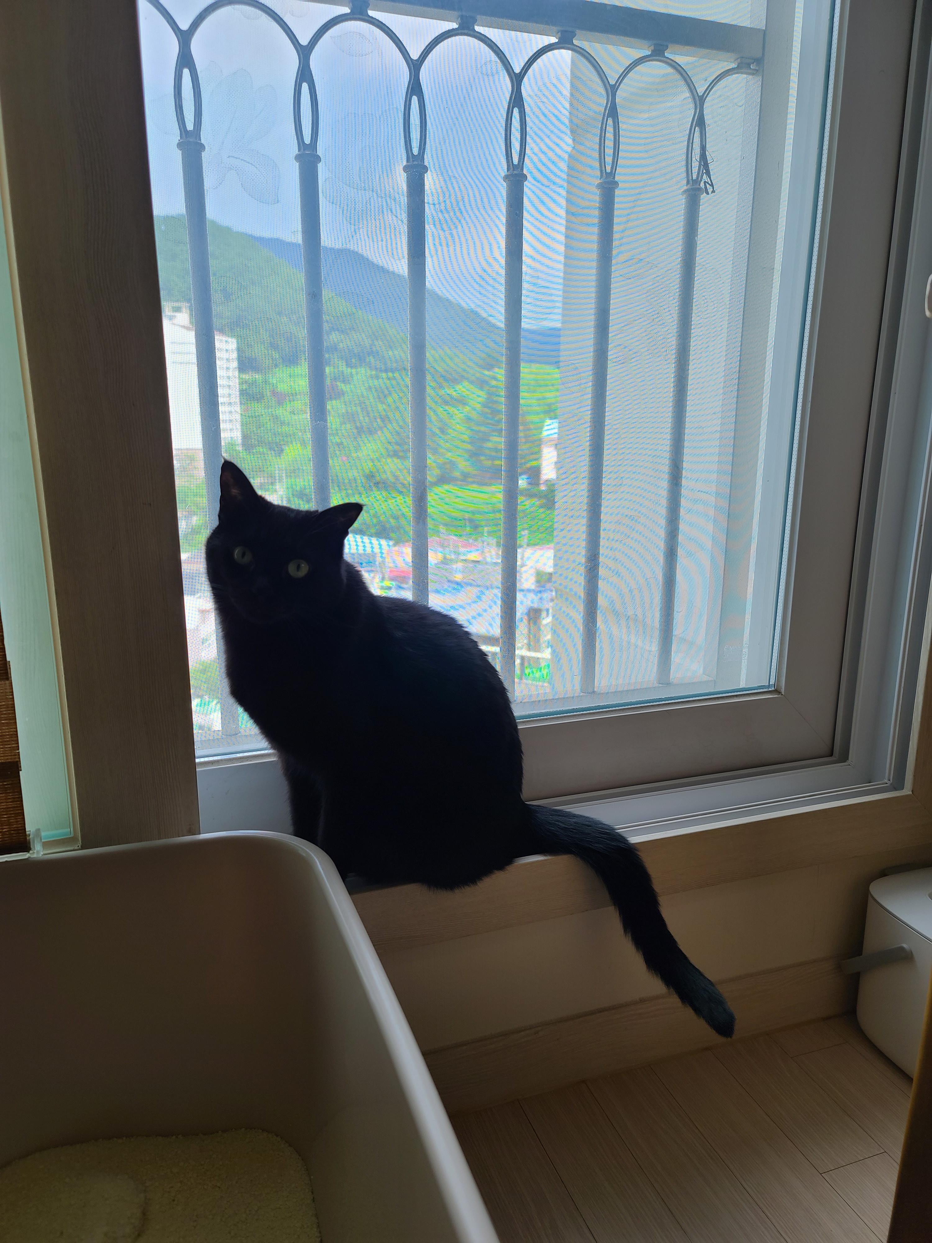 때가 되었다! 아이들 화장실 모래 전체갈이 한날.