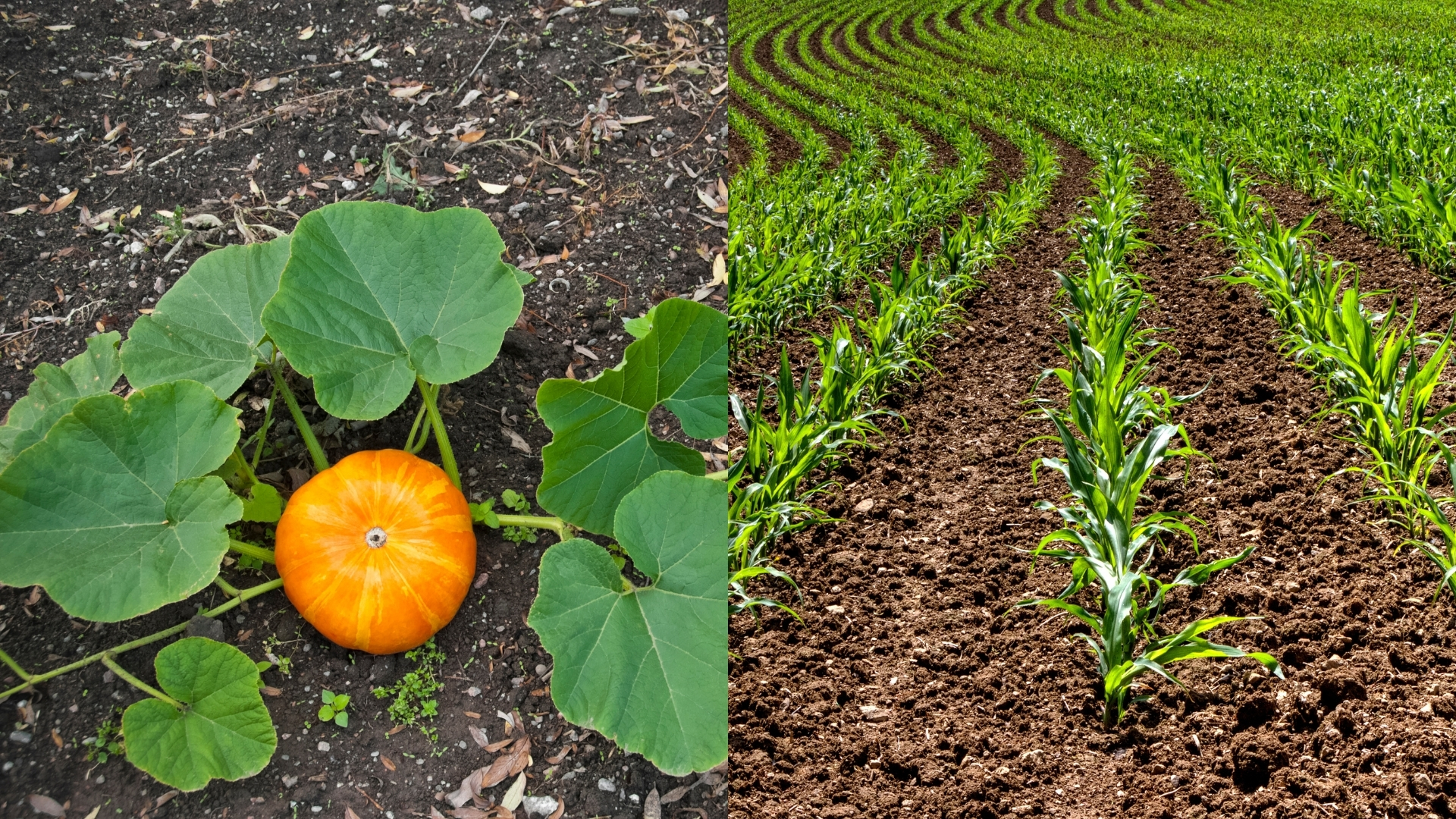 4월 5월에 심기 좋은 작물 호박, 옥수수