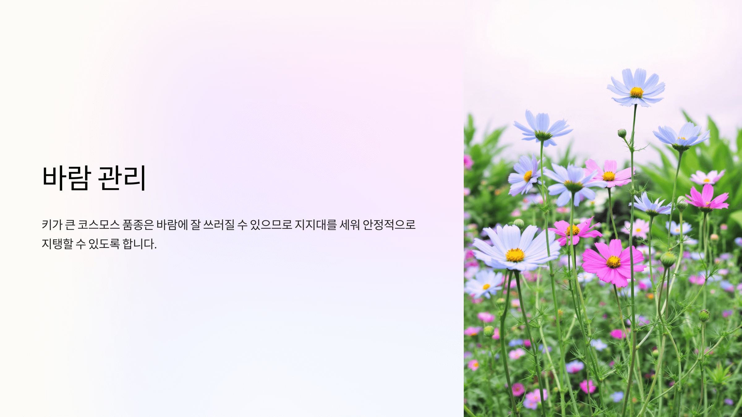 코스모스 사진입니다.