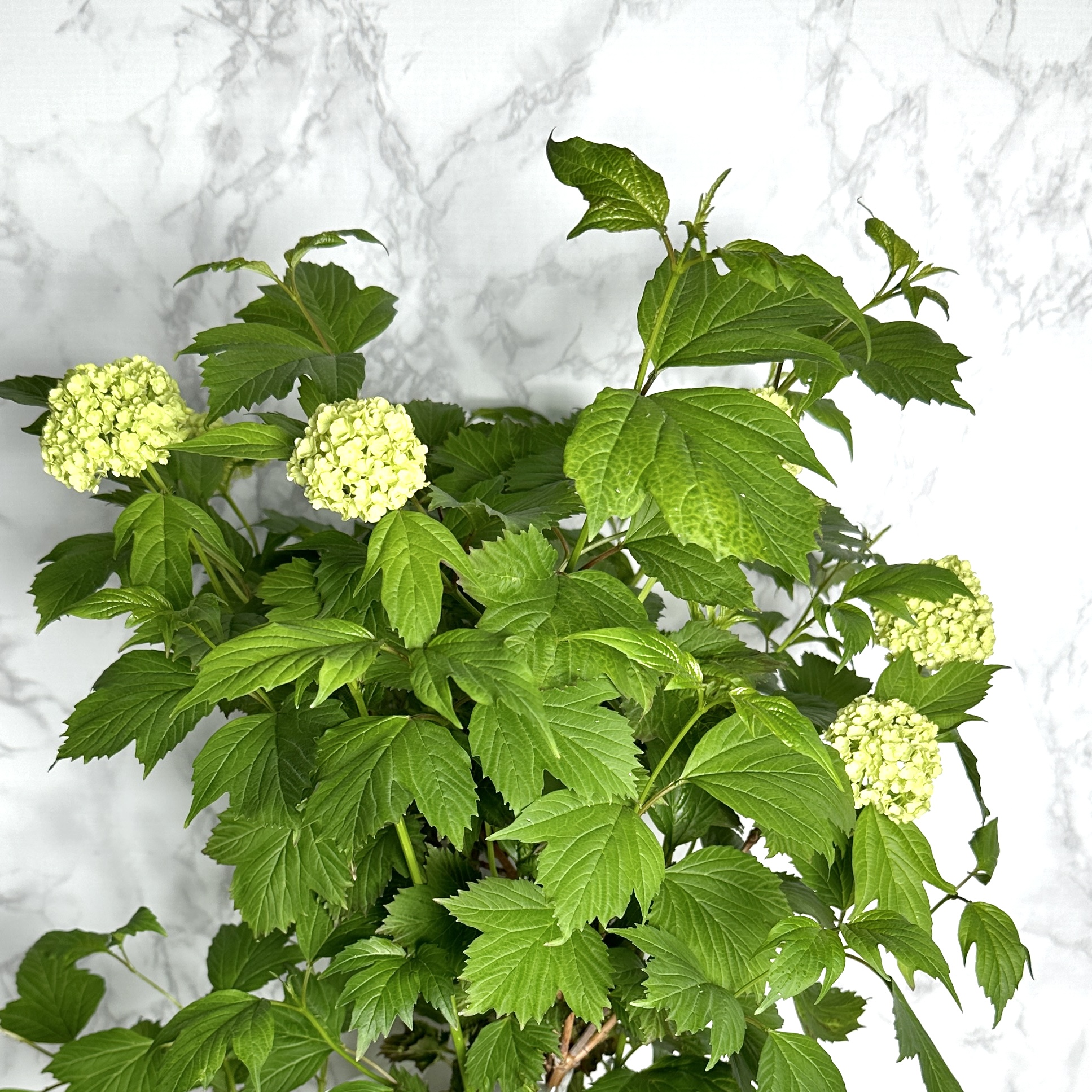 불두화 키우기 수국 꽃 목수국