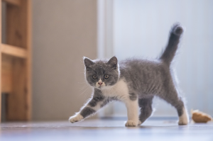 가로 걷기를 하고 있는 고양이