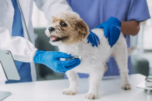 치료받는 강아지 /출처:어도비스톡