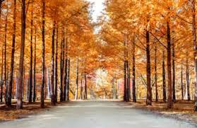 남이섬 입장권 할인