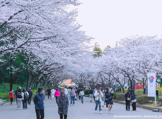 중외공원 벚꽃 