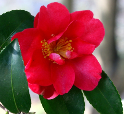 가을 꽃-아기 동백