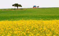 폭삭속았수다 유채꽃밭 촬영지