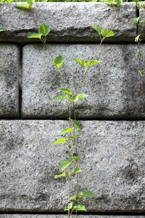 담장 공사 소유권 통행권 침해 시 대응