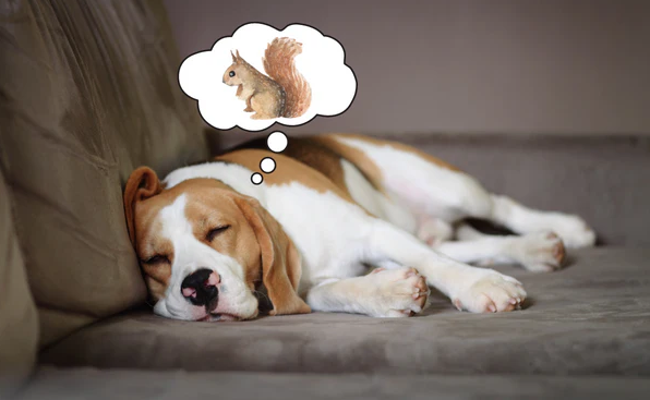 강아지는 꿈을 꿀까? 이미지