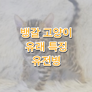 뱅갈고양이