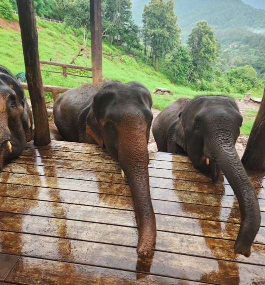 치앙마이 코끼리 카페