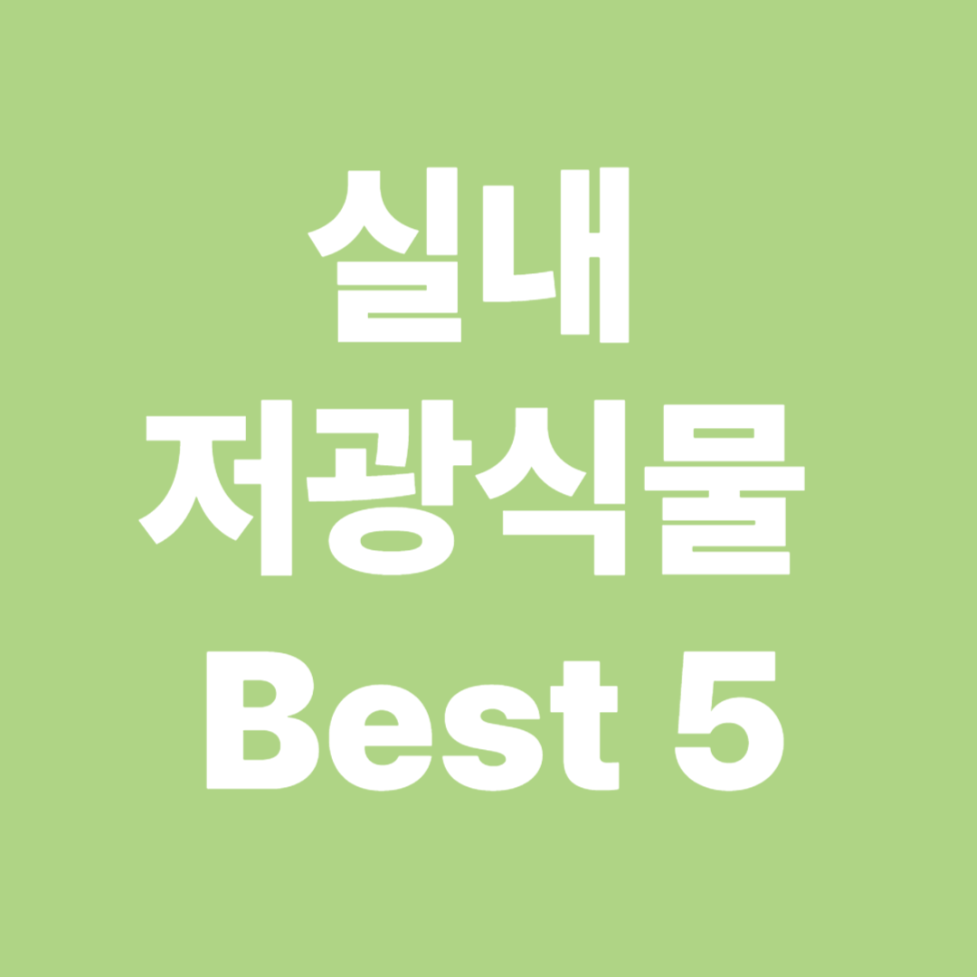 실내 저광식물