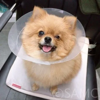 강아지 백내장 수술비용 현실 증상 예방법 보호자 가이드 정리_6