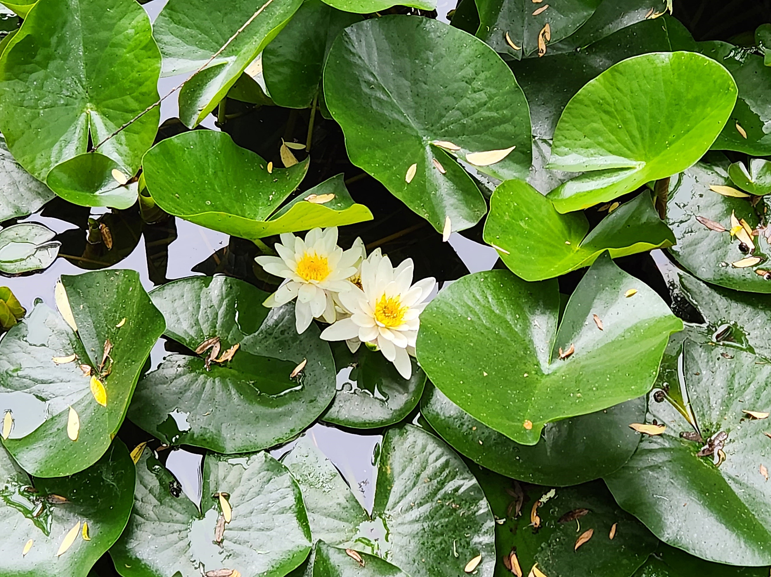 수련