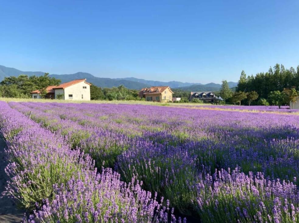 고성하늬팜라벤더축제