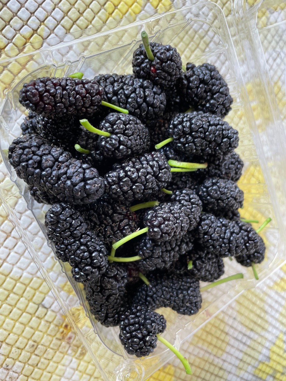 6시 내고향 오디 수확 체험 &amp; 오디곰마들렌 만들기&amp;#44; 오디주문방법&amp;#44; 거제신촌농원