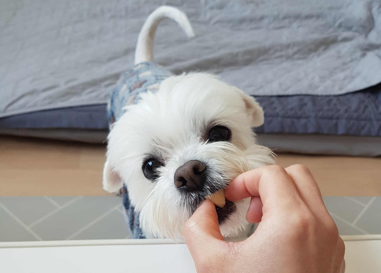 사과 먹는 귀여운 강아지