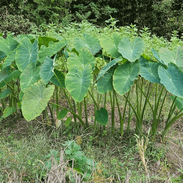 줄기 채소 토란대