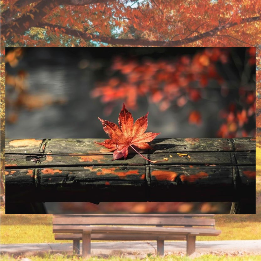 여주와 관련된 사진입니다.