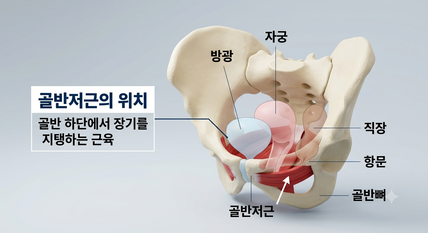 골반저근의 위치